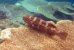 Velidhu - 2013_03_08 - IMG_0156rf_Merou Loche saumonee - Plectropomus leopardus_House reef_pmt